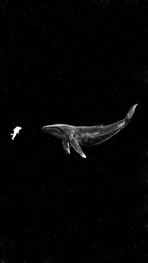 52 Hz Whale, 52hz Whale, Paus Art, Whale Wallpapers, Whale 52, 52 Hertz Whale, Moth Logo, Whales Wallpaper, Whale Wallpaper