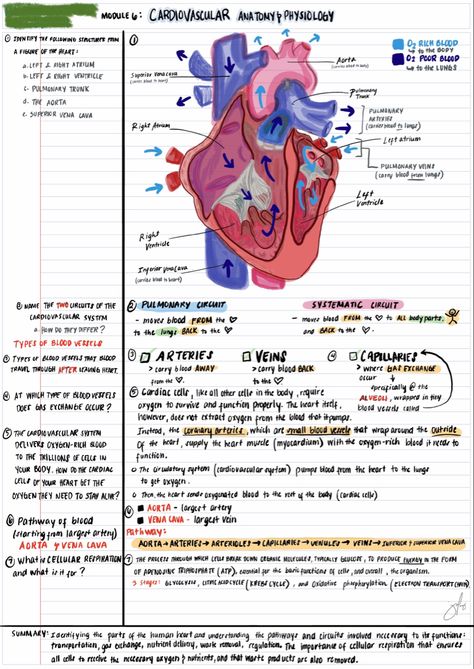 Cardiovascular Anatomy & Physiology Notes Med Surge Cardiovascular, Anatomy Of Heart Notes, The Cardiovascular System Notes, Cardiovascular System Notes Nursing, Anaphy Notes, Cardiovascular System Project, Heart Anatomy Notes, Cardiovascular Notes, Cardiovascular System Notes