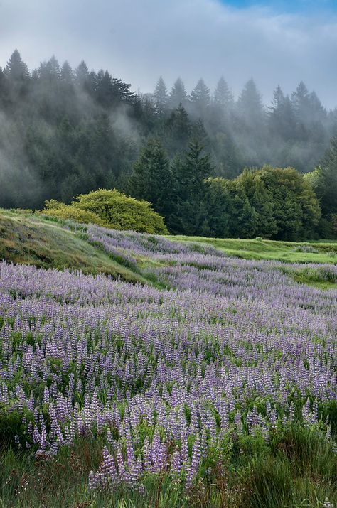 Lupine Morning | The Northcoast Photographer | Flickr Lavender Field Aesthetic, Lavender Forest, Wildwood Flower, Fog Photography, Mobius Strip, Baby Horse, Icon Emoji, Girl Heaven, Field Of Flowers