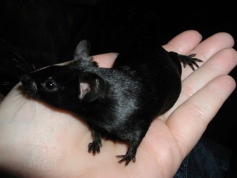 Rattus Rattus, Fancy Mouse, Dumbo Rat, Black Rat, Baby Rats, Fancy Rat, Cute Rats, Pet Mice, Gerbil