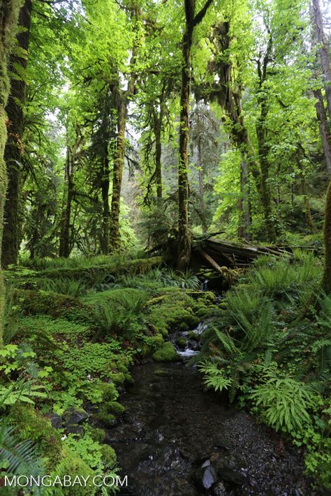 olympic_rainforest_0313: Temperate rain forest creek in the Pacific Northwest Temperate Evergreen Forest, Moss Cloak, Portland Forest, Pnw Plants, Temperate Deciduous Forest, Jungle Terrain, Temperate Forest, Pacific Northwest Forest, Rainforest Biome