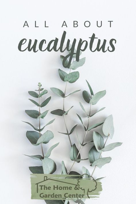 Eucalyptus has become a “thing”! I’ve seen multiple listings for 3 sprigs selling for $30. There are many uses for Eucalyptus on line – some more believable than others, but I just like it for the plant... Types Of Eucalyptus, Garden Tips, Garden Center, The Plant, A Thing, Gardening Tips, Different Types, Free Printables, Home Garden