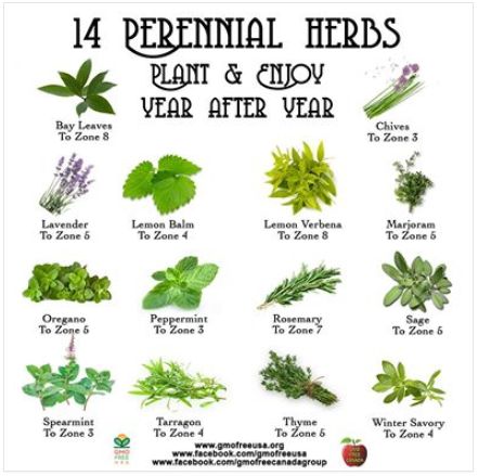 14 Perennial Herbs - Plant & Grow Year After Year. Perennial herbs are low maintenance and come back year after year. A great way to save some money and you'll have fresh organic herbs into the fall. They can be dried and stored in glass jars to get you through the winter. #gardening #herbs #perennials Perrenial Herbs, Gardening Herbs, Herbs List, Winter Gardening, Perennial Herbs, Lemon Verbena, Organic Herbs, Healing Herbs, Perennial Garden