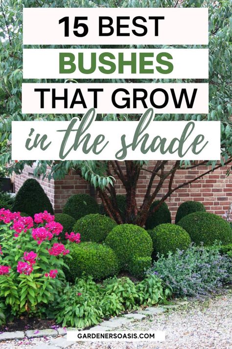 Bushes That Like Shade, Under Tree Shade Garden, Bushes That Grow In The Shade, Landscaping Shaded Front Yard, Backyard Corner Landscaping Ideas Shade Plants, Best Bushes For Shade, Shade Bushes Perennials, Shade Shrubs Landscaping, Landscape Ideas Shaded Area