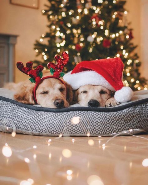 So Cute Dog Christmas Photos🐶 #Christmas #ChristmasSanta #ChristmasDog #ChristmasGift #ChristmasComing #Doglovers Christmas Dog Photography, Christmas Pet Photos, Dog Christmas Photos, Dog Christmas Pictures, Christmas Dog Treats, Animal Photoshoot, Merry Christmas Dog, Christmas Pets, Dog Christmas Card