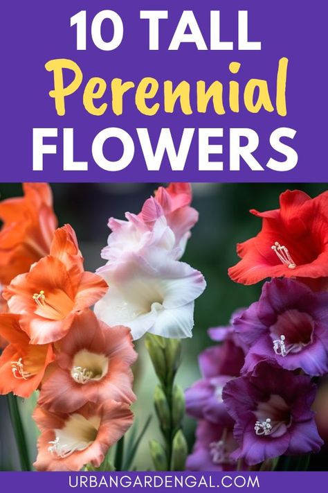 Tall Gladiolus flowers growing in a flower garden Tall Purple Flowers Perennials, Tall Flowers For Garden, Tall Perennial Flowers, Tall Purple Flowers, Tall Perennials, Perennial Garden Plans, Hollyhocks Flowers, Growing A Garden, Flower Garden Plans