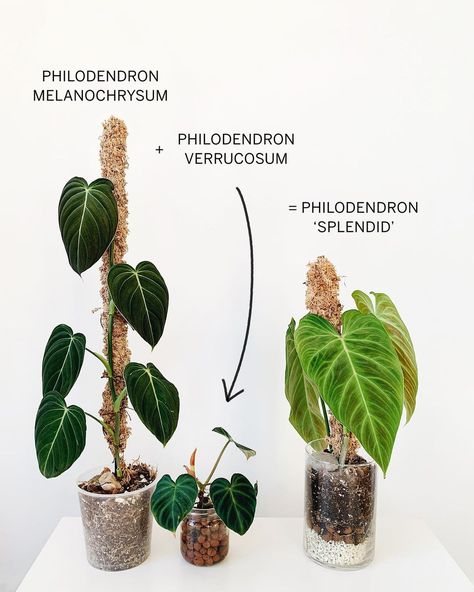 Splendid Philodendron, Side Yard Landscape, Botanical Academia, Philodendron Splendid, Perfectly Splendid, Side Yard Landscaping, Plant Mama, Plant House, Green Magic