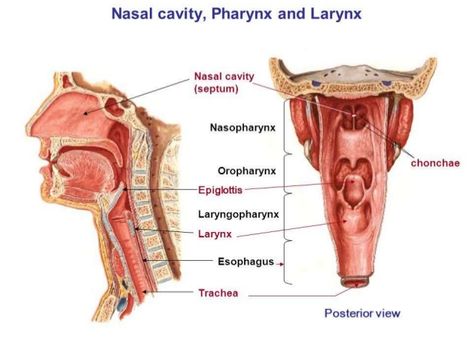 Anatomy of Pharynx & Larynx Pharynx Anatomy, Lingual Tonsils, Throat Anatomy, Maxillary Nerve, Glossopharyngeal Nerve, Lung Anatomy, Nasal Cavity, Basic Anatomy And Physiology, Endocrine System