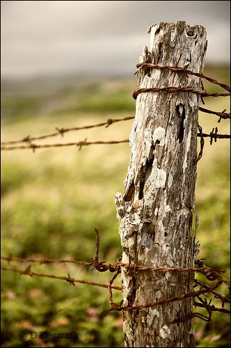 Barbed wire fence Country Fences, Farm Photography, Old Fences, Fence Posts, Down On The Farm, Barbed Wire, On The Farm, Country Life, Farm Life