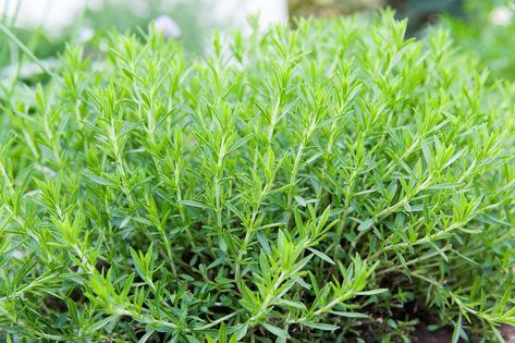 Tarragon (Artemisia dracunculus) is a hardy, perennial herb from the Sunflower family. The plant needs a sunny, sheltered position in a well-drained soil. Tarragon Plant, Herbs For Medicine, Mongolian Steppe, Preserve Herbs, Herb Growing, Wild Violets, Laurus Nobilis, Salvia Officinalis, Gobi Desert