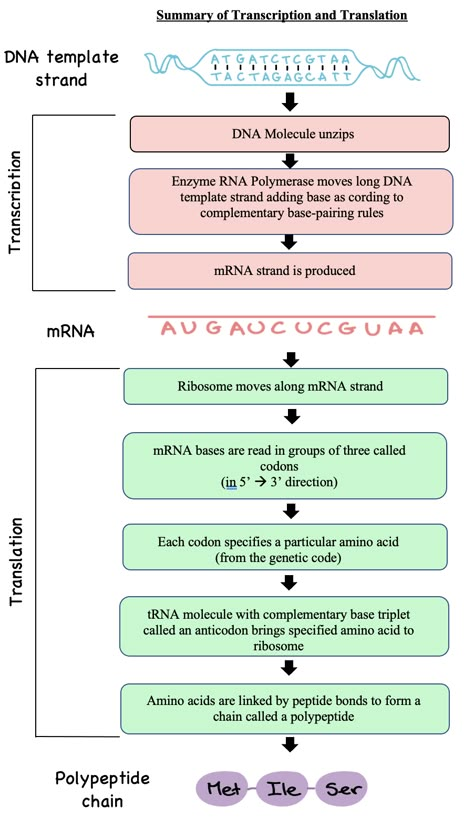 Translation Biology, Mcat Study Tips, Cell Biology Notes, Life Science Classroom, Biochemistry Notes, Bio Notes, Learn Biology, Mcat Study, Transcription And Translation