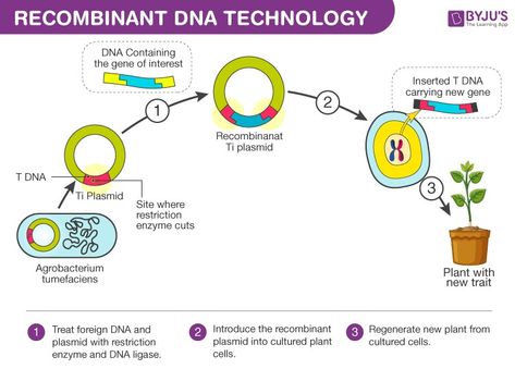 Recombinant Dna Technology, Dna Ligase, Recombinant Dna, Dna Technology, Diagram Design Ideas, Dna Sequence, Biology Facts, Ap Biology, Plant People