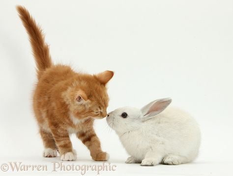 Photograph of Ginger kitten, Butch, 10 weeks old, nose-to-nose with young white rabbit. Rights managed white background Pets image. Ginger Kitten, Ginger Cats, Orange Cat, Animals Images, White Rabbit, Ginger, White Background, Kittens, Orange