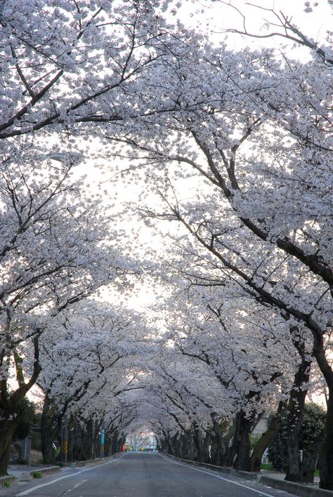 The silence between the notes Tree Tunnel, Sakura Tree, Beautiful Trees, White Tree, Blossom Trees, Beautiful Tree, Science And Nature, Cherry Blossoms, Beautiful Photography