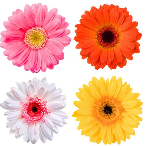 Daisy Meaning, Daisy Flower Arrangements, Gerbera Flower, Pink Gerbera, Edible Paper, Gerbera Daisies, Flower Delivery Service, Flower Names, Gerbera Daisy