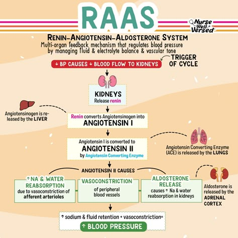 ⭐️ RAAS System 1️⃣ Renin Release: When blood pressure drops, the kidneys release renin. 2️⃣ Angiotensinogen to Angiotensin I: Renin converts angiotensinogen (from the liver) into angiotensin I. 3️⃣ Angiotensin I to Angiotensin II: The enzyme ACE (from the lungs) converts angiotensin I to angiotensin II 4️⃣ This leads to sodium and water reabsorption, vasoconstriction, and aldosterone release fro mthe kidneys (which promotes more reabsorption) Raas System Diagram, Renin Angiotensin System, Raas System Notes, Raas System Nursing Mnemonics, Raas System, Renin Angiotensin Aldosterone System, Kidneys Nursing, Nursing School Studying Cheat Sheets, Paramedic School