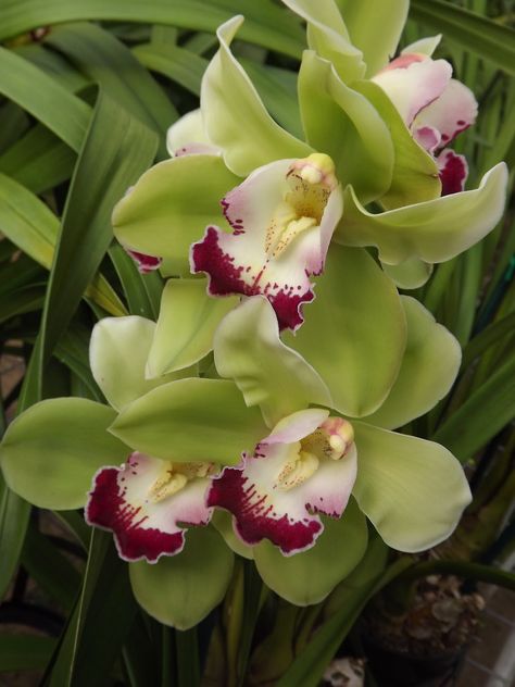 *GREEN CYMBIDIUM ORCHID* - www.theflowerexchange.com Green Cymbidiums are the perfect focal flower for any wedding or event. Cymbidium Orchids look great with other flowers when mixed in flower bunches, flower bouquets, and flower arrangements. The stems are 50-65cm (20-24 inches) in length and are available in many colors. Cymbidiums are long lasting flowers; they can be in water up to 9 days. They are available year round. There are between 8-12 blooms per stem. Cymbidium Orchids Care, Orchid Painting, Cymbidium Orchid, Orchid Planters, Green Orchid, Orchid Color, Exotic Orchids, Cymbidium Orchids, Unusual Flowers