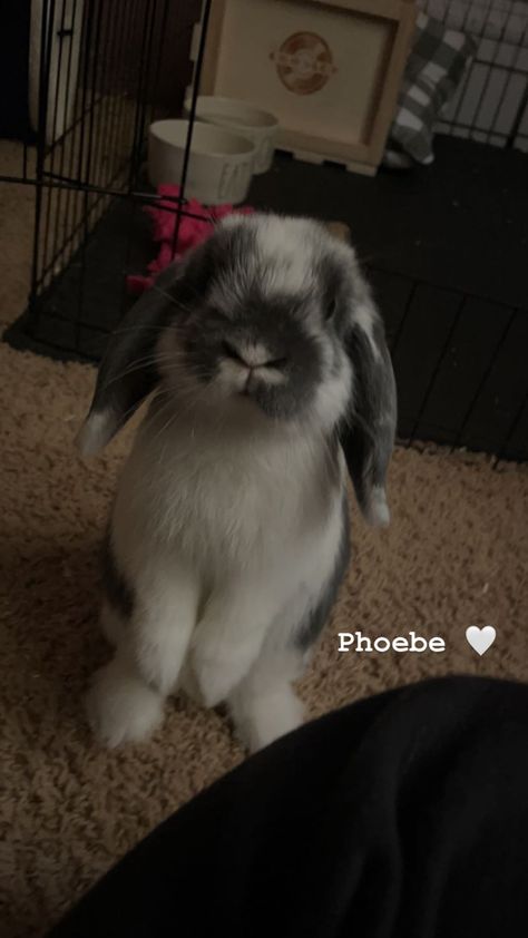 Bunny Lop Eared, Holland Lop Bunnies Colors, Grey Holland Lop Bunny, Bunny Pet Aesthetic, Mini Holland Lop Bunnies, Holland Lop Bunnies Care, Holland Bunny, Bunny Holland Lop, Big Bunnies