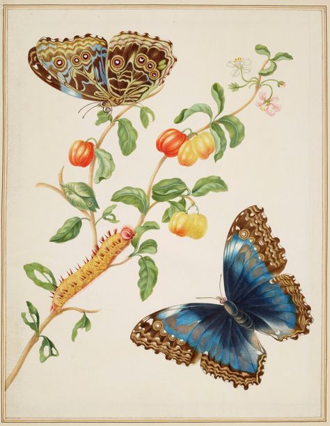 Three hundred years after her journey into the South American rainforest to observe its plants and insects, Merian’s vibrant paintings are to go on public display. An exquisite response to nature, they reveal an artist ahead of her time. Maria Sibylla Merian, Fauna Illustration, Vintage Butterfly Print, Nature Artists, Morpho Butterfly, Blue Morpho, Scientific Illustration, Vintage Botanical, Flora And Fauna