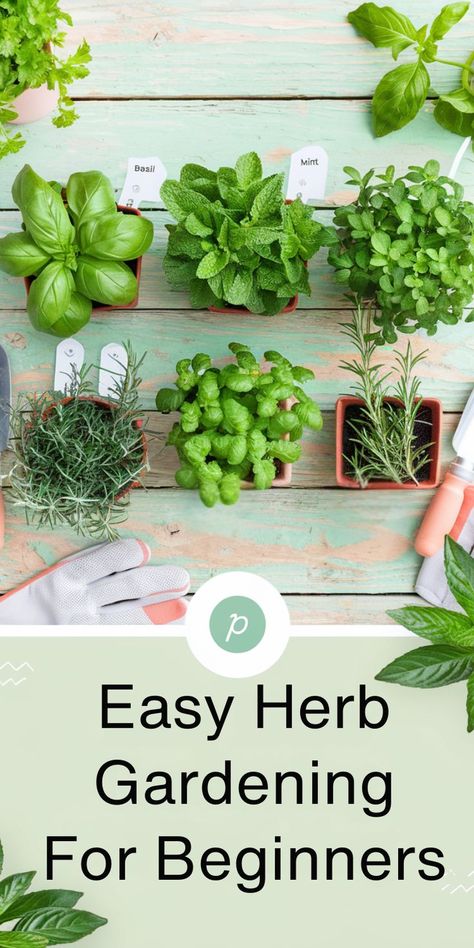 Herbs like basil, mint, and rosemary in pots on a pastel green wooden table, with gardening tools and gloves. Text: "Easy Herb Gardening For Beginners." Best Starter Garden Plants, Gardening Herbs For Beginners, Herb Gardens For Beginners, Herbs For Beginners, Herb Garden Outdoor, Herbs In Pots, Best Herbs To Grow, Gardening Herbs, Herbs To Grow