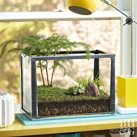 Bring the outdoors in with this beautiful, easy-to-make terrarium! Forest Terrarium, Tank Terrarium, Aquarium Garden, Diy Succulent Terrarium, Fish Tank Terrarium, Miniature Terrarium, Beautiful Terrariums, Terrarium Ideas, Wooden Plant Stands