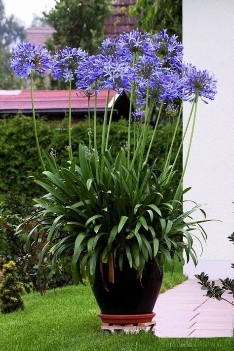 Growing Lillies, Central Florida Gardening, Agapanthus Africanus, Lily Plant Care, Lily Of The Nile, Lily Care, Florida Garden, Art To Paint, Florida Gardening