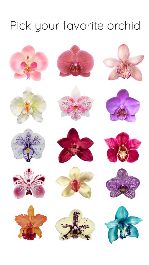 Pick your favorite orchid #orchid #colorful #flowers #tropical #pick #thisorthat Aesthetic Orchids, Wallpaper Backgrounds Aesthetic, Flowers Tropical, Apple Stickers, Orchid Color, Backgrounds Aesthetic, Flower Icons, Highlight Cover, Flower Therapy