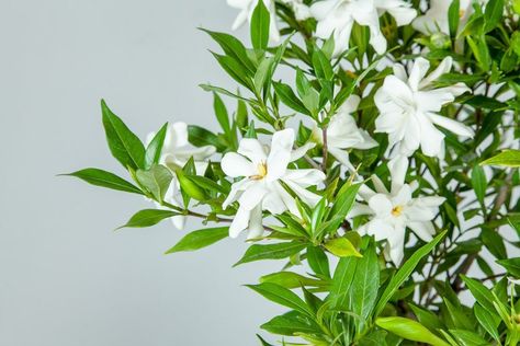 Gardenia Planting Guide | How to Care for Gardenias | Perfect Plants Frostproof Gardenia, Gardenia Shrub, Plants That Repel Flies, Yellow Perennials, Gardenia Plant, Flowers Last Longer, Cucumber Plant, Best Perennials, Organic Mulch