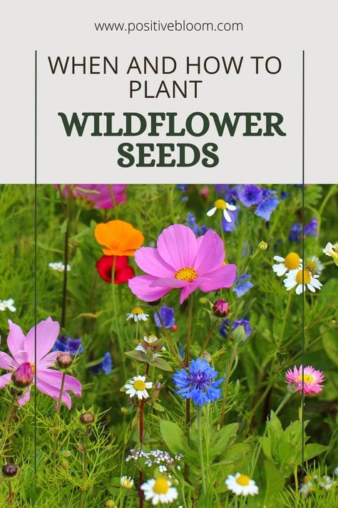 Here’s a complete guide on when and how to plant wildflower seeds. Learn more about these flower species and the perfect conditions for healthy growth. Planting Wildflower Seeds, Plant Wildflower Seeds, Types Of Wildflowers, Flower Species, Seed Dispersal, White Flies, Flower Pots Outdoor, Watering & Irrigation, Wildflower Garden