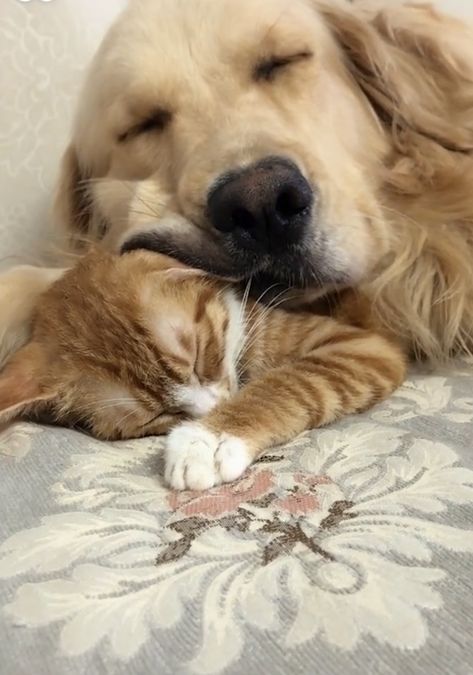 Unusual Animal Friendships, Dog Cuddles, Cat Cuddle, Animals Friendship, Puppies And Kitties, Dog Facts, Kittens And Puppies, Cat Aesthetic, Dog And Cat