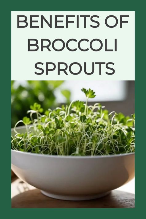 Explore the wonders of broccoli sprouts, the fresh shoots of the broccoli plant bursting with nutrients. Quick to grow, these tender sprouts enhance dishes with a subtle flavor that harmonizes perfectly with diverse recipes. Versatile in cooking, they bring a nourishing touch to your culinary creations, adding a healthy twist to your meals. Recipes With Broccoli Sprouts, Broccoli Sprouts Recipes, Broccoli Sprouts Growing, Broccoli Sprouts Benefits, Sprouts Growing, Superfood Benefits, Superfoods Benefits, Broccoli Plant, Broccoli Benefits