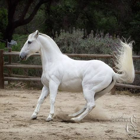 Lipazzan Lippizan Horse, Lippizaner Horses, Horse Kicking, Lipizzaner Horse, Lippizaner, Equine Anatomy, Horse Poses, Horse Reference, Horse Anatomy