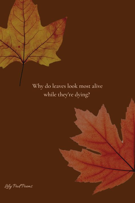 A poems about Fall / Autumn: Why do leaves look most alive while they're dying? Dry Leaves Quotes, Quotes On Dry Leaves, Quotes On Leaves, Maple Leaf Quotes, Autumn Leaves Poem, Fallen Leaves Quotes, Leaf Quotes Leaves, Quotes About Leaves, Autumn Leaves Quotes