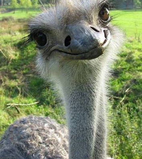 📌Did you know that the ostrich is the biggest flightless bird? Flightless Bird, Knowing You, Did You Know