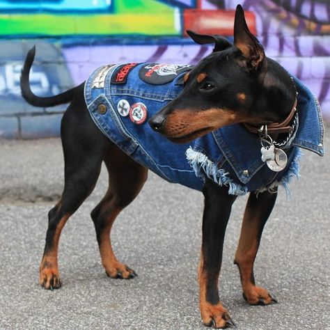 You gotta have attitude. | Is Your Dog Bad Ass Enough For A Battle Jacket Toy Manchester Terrier, Biker Dog, Dog Jackets, Vest Denim, Dog Vests, Reactive Dog, Denim Vests, Battle Jacket, Denim Dog