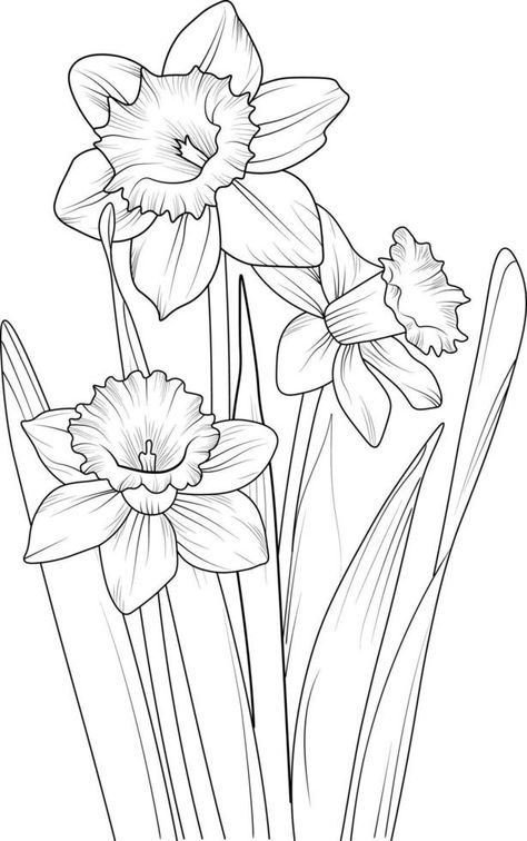 A hand-drawn daffodil flower coloring book of vector illustration artistic, blossom flowers narcissus isolated on white background, sketch art leaf branch botanic collection for adults and children Narcissus Drawing Simple, Dafodill Flowers Drawing, Line Drawing Daffodil, Daffodil Outline Drawing, Narcissus Flower Sketch, Narcissus Flower Drawing, Drawing Daffodils, Narcissus Flower Painting, Daffodil Flower Drawing