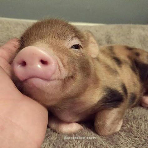 sweet piggy Cute Piglets, Baby Farm Animals, Mini Pigs, Cute Piggies, Pet Pigs, Baby Animals Pictures, Baby Pigs, This Little Piggy