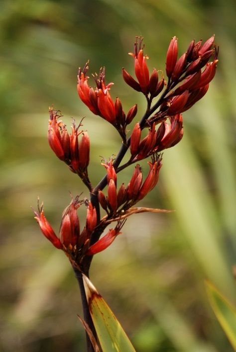 Flax flower: I feel your kindness. Nz Flax Plants, Pukeko Tattoo, New Zealand Native Garden, New Zealand Native Flowers, New Zealand Native Plants, Harakeke Flowers, Nz Native Flowers, New Zealand Flowers, New Zealand Plants