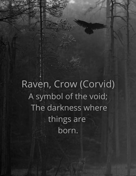 Raven Poem, The Raven Quotes, Crow And Raven, Quotes About Crows, The Raven Aesthetic, Raven Meaning Spiritual, Quotes About Ravens, Crow Quotes Wisdom, Crow Symbolism