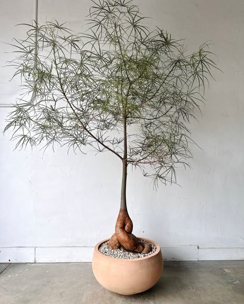 Style takes root ✔︎ Queensland Bottle Tree (Brachychiton Rupestris) #brachychitonrupestris #bottletree #plantstyle