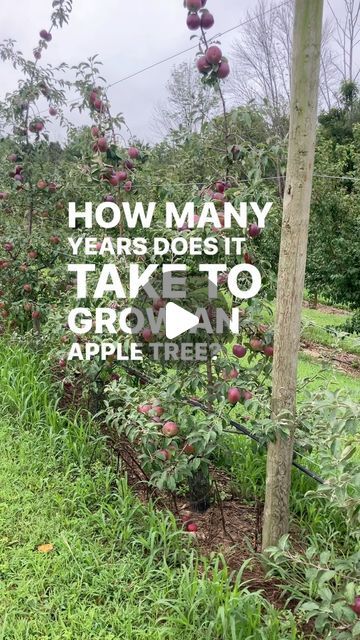 Under the Tree Farm | Finger Lakes, NY on Instagram: "How I propagate apple trees, starting with just a stool bed and buds.  I have about 800 apples in my orchard I have grown this way!" How To Plant Apple Trees, Apple Tree Farm, Fruit Tree Garden, Food Forest Garden, Finger Lakes Ny, Apple Trees, Food Forest, Forest Garden, Finger Lakes