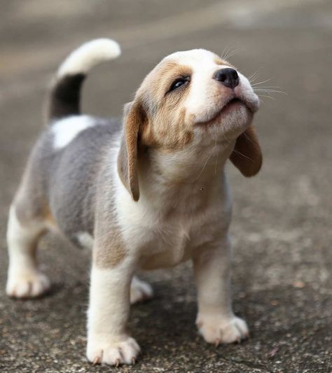 Mini Dogs Breeds, Vet Nurse, Nurse Training, Cute Small Dogs, Small Puppy, Really Cute Puppies, Cute Beagles, Really Cute Dogs