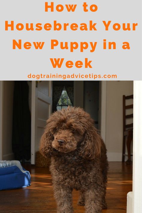 How to Housebreak Your New Puppy in a Week - Dog Training Advice Tips Diy Schedule, Dog Commands Training, House Training Puppies, Training Puppies, Train A Puppy, How To Potty Train, Train Your Puppy, Training Puppy, Evansville Indiana