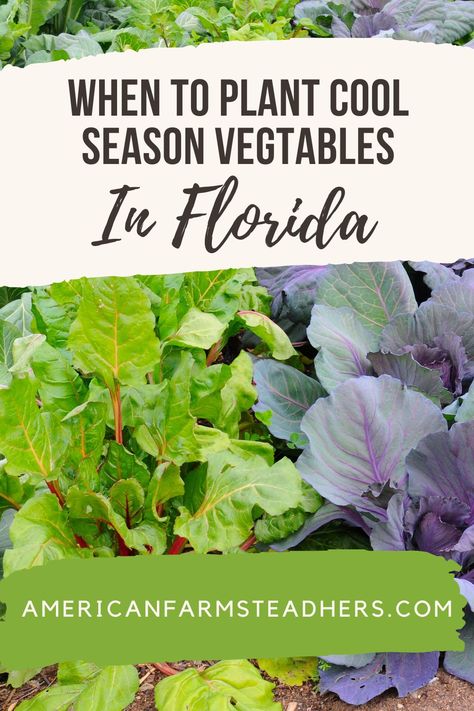 When to Plant Cool Season Vegetables in Florida Season Vegetables, Pastured Poultry, Winter Garden Florida, Garden Companion Planting, When To Plant Vegetables, How To Make Compost, Succession Planting, Florida Gardening, When To Plant