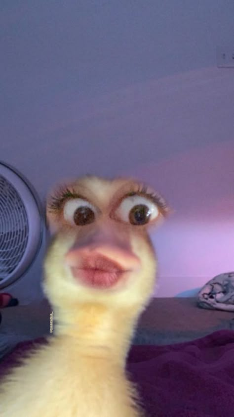 Duck Pictures, Funny Dp, Funny Pfp, Flipagram Instagram, Funny Animal Photos, Crazy Funny Pictures, Goofy Pictures, Funny Profile, Funny Reaction