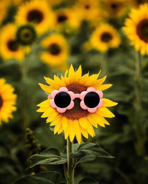 It’s time! Sunflower Mini Sessions are LIVE! 🌻 These will take place at Lesher’s Poultry Farm in Chambersburg. These tend to be the most popular minis of the year - I can’t wait to see you there! 📸 $185 + These are very limited, though more spots *could* be added by request depending on how my other scheduling goes. Sunflower Mini Session, Poultry Farm, Mini Session, Mini Sessions, Spotify Playlist, See You, Bath And Body, The Year, Sunflower