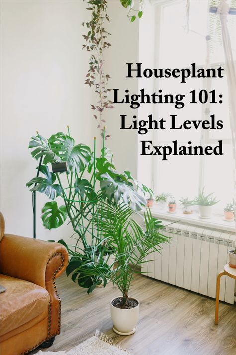 Houseplant lighting 101 Filtered Light Plants, Guide To Plant Lighting, How To Get More Light In House, Indoor Plants Lighting, Bright Indirect Light Plants, Plant Light Guide, Plant Light Ideas, Direct Light House Plants, Plant Lights Indoor Setup