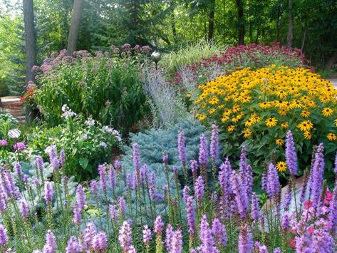 Perennial Garden Ideas, Minnesota Garden, Perennial Garden Design, Perennial Garden Plans, Bee Friendly Garden, Garden Flowers Perennials, Swamp Milkweed, Hgtv Garden, Full Sun Perennials