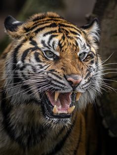 Big Cat Species, Tiger Species, Tiger Photography, Aggressive Animals, Tiger Artwork, Sumatran Tiger, Lion Illustration, Cat Species, Tiger Pictures