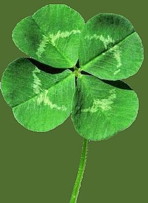 Finding a four leaf clover might seem like such a difficult thing to do. After all, there is only one mutation of the four leaf clover for every 10,000 clovers. However, learn how you can find a four leaf clover, and realize that getting lucky isn't as hard you thought it'd be. Clover Seed, Three Leaf Clover, Pressed Leaves, 4 Leaves, Four Leaves, Natural Forms, Annual Plants, Four Leaf, Leaf Clover